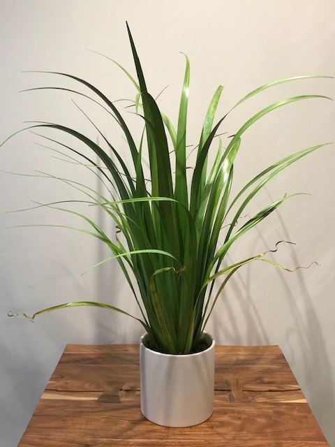 Reed Grass in White Cylinder-$236.00