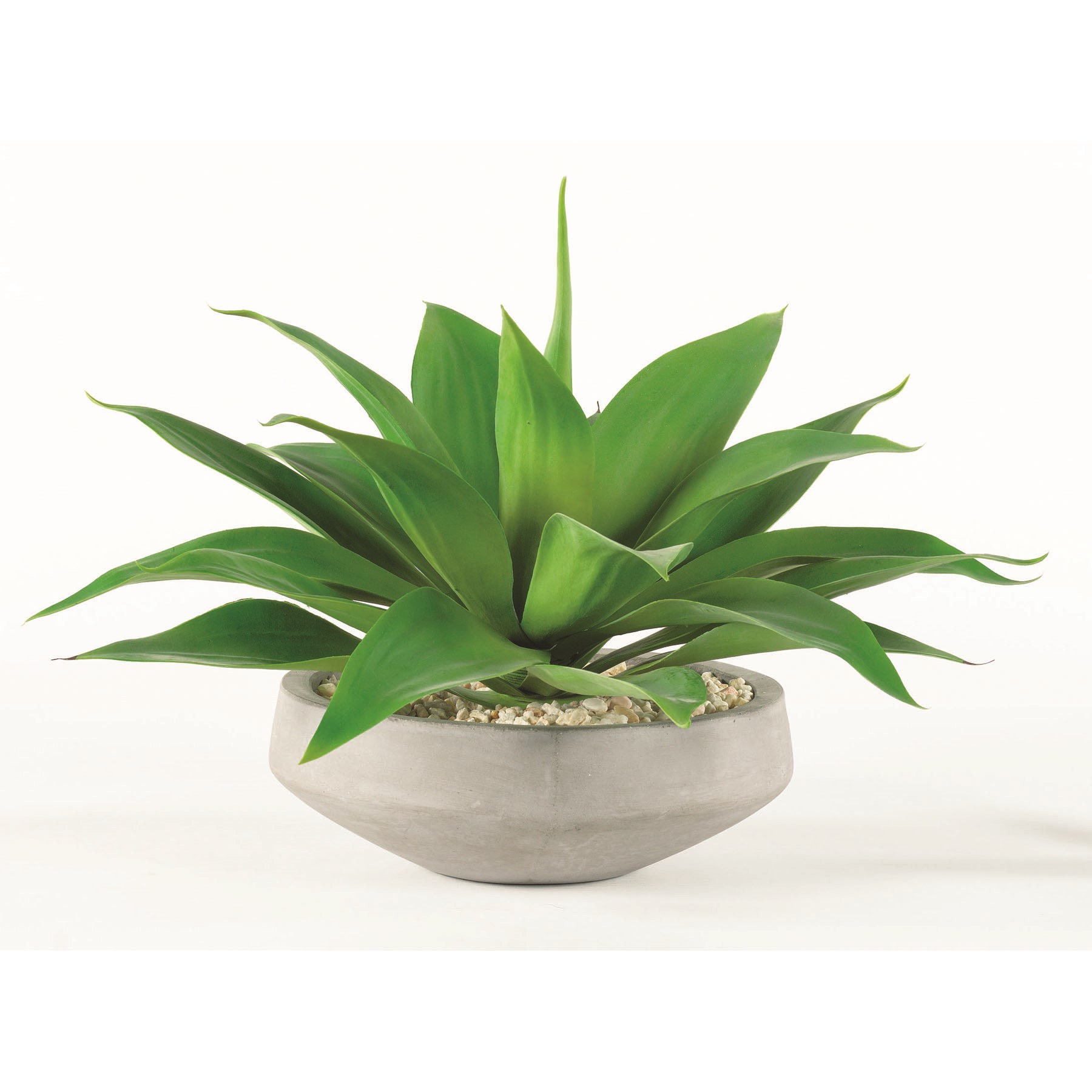 Giant Succulent in Concrete-$334.00