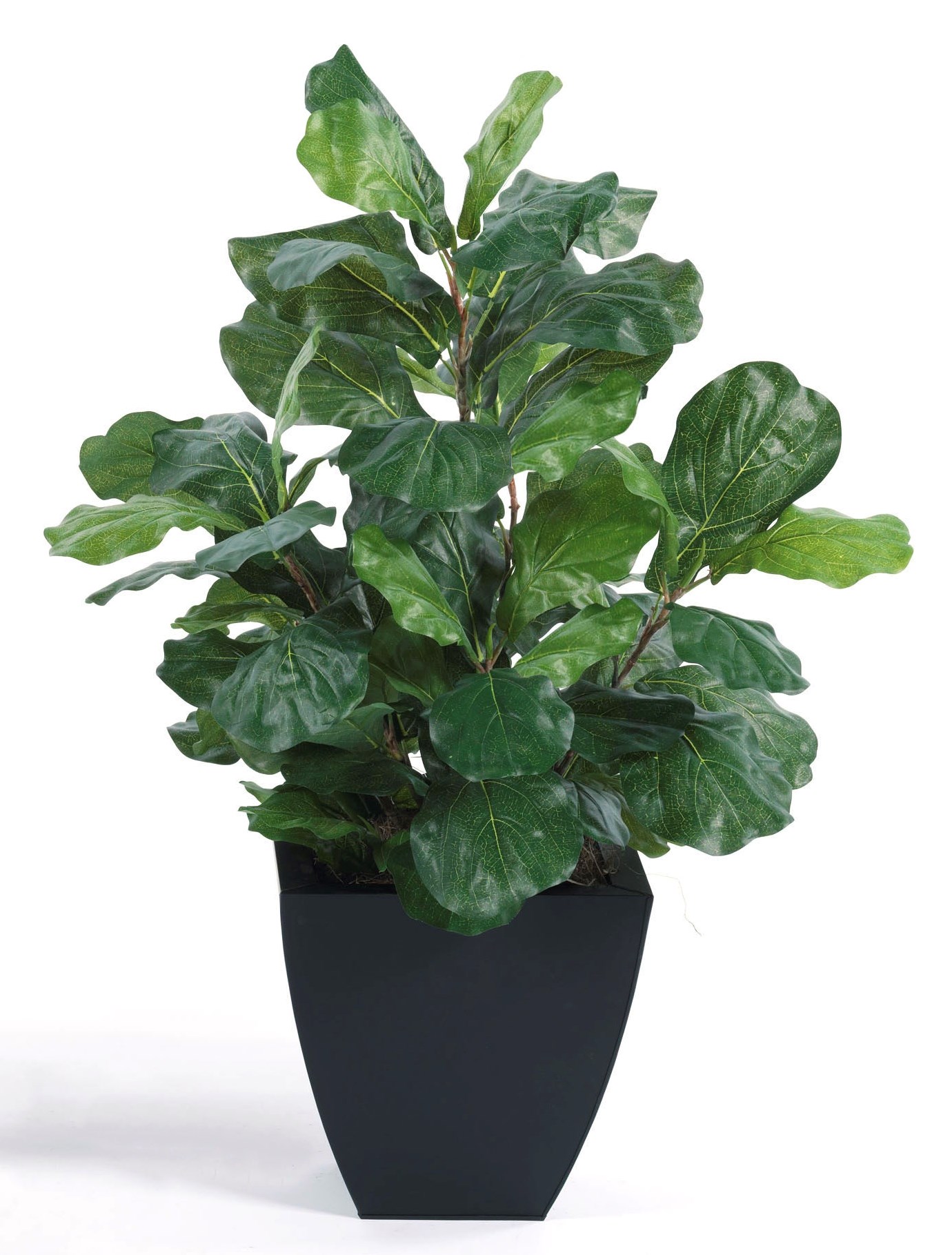 Fig Floor Plant-$475.00