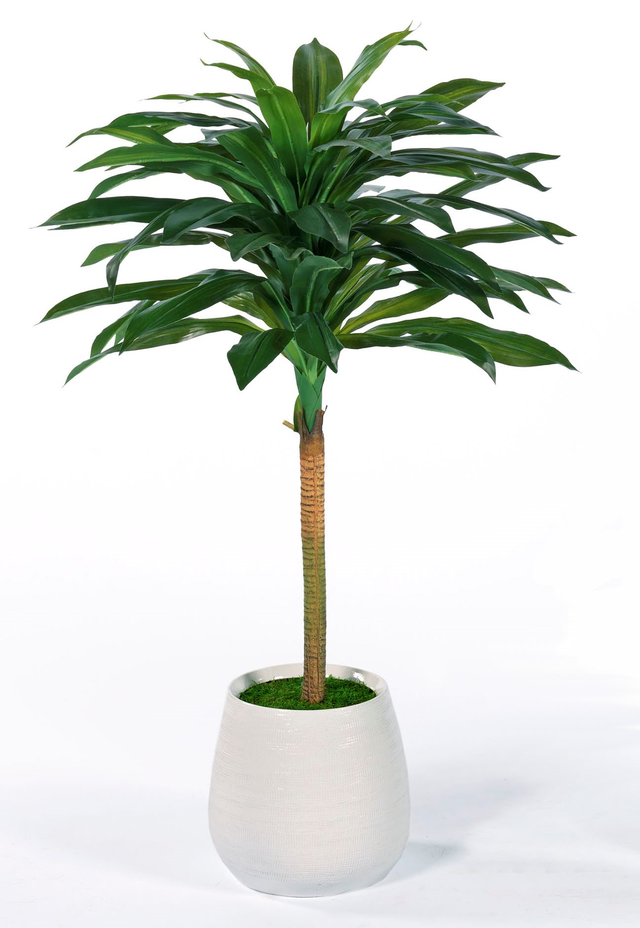 Modern Dracena Topiary-$498.00