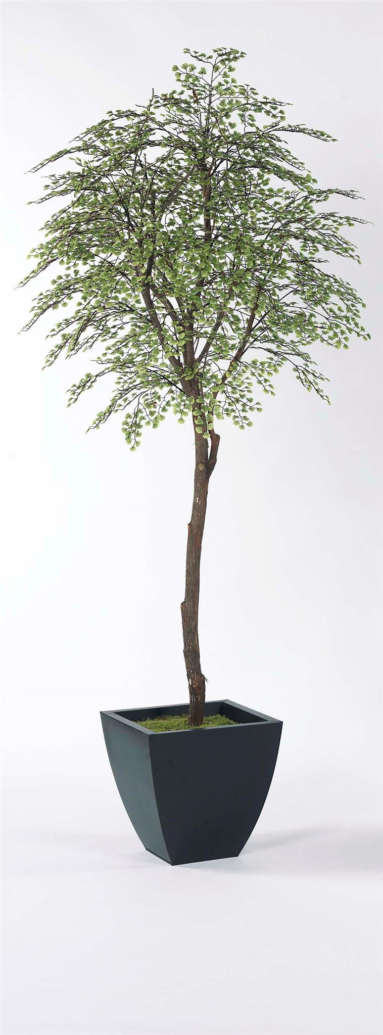 Maidenhair Tree-$548.00