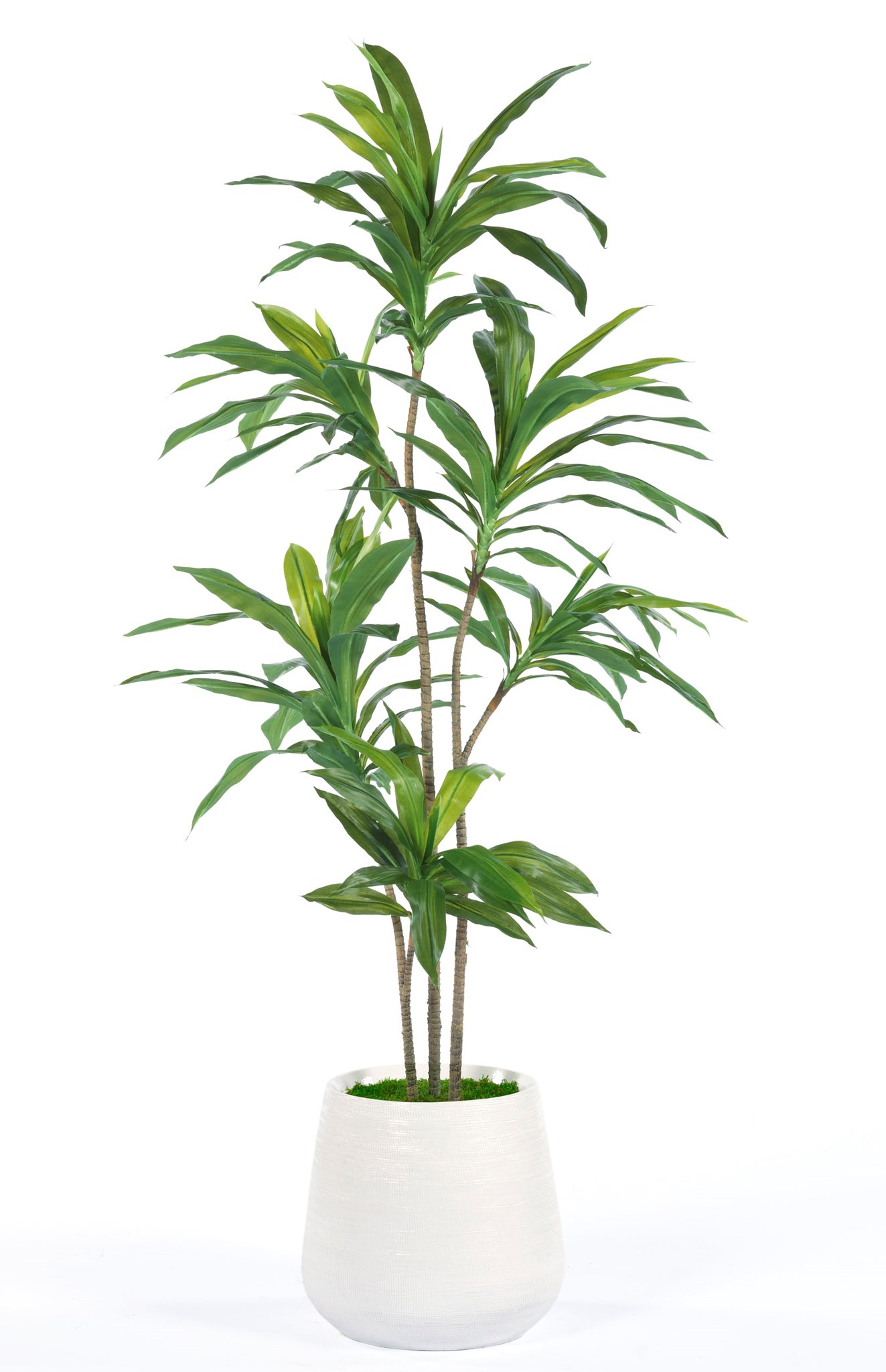 Modern Dracena Tree-$558.00
