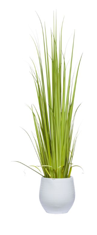 Gladiolus Grass-$768.00