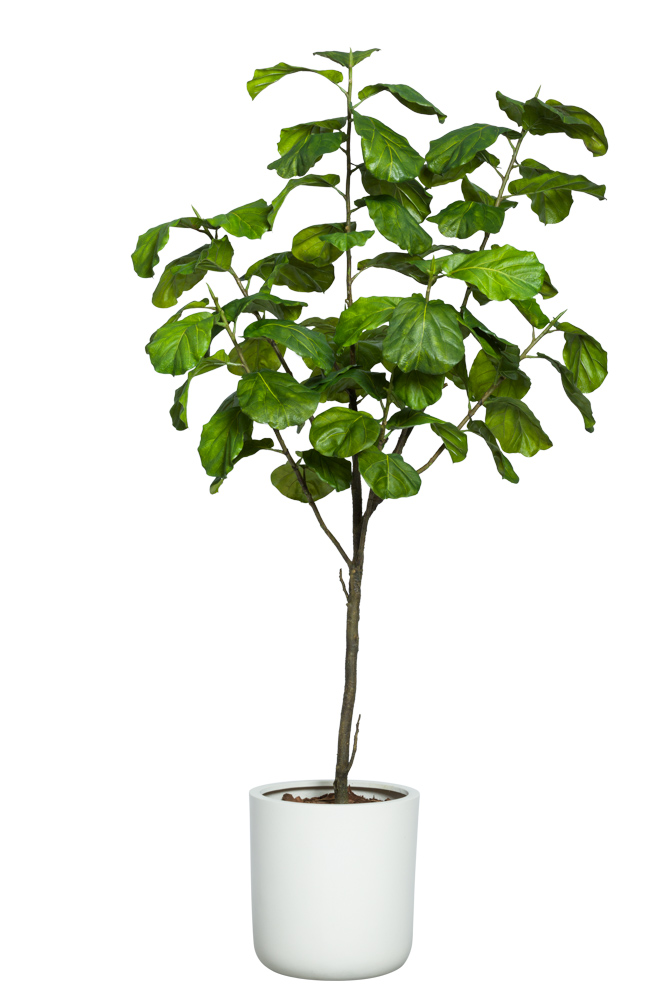 Fiddle Fig Tree-$1,298.00