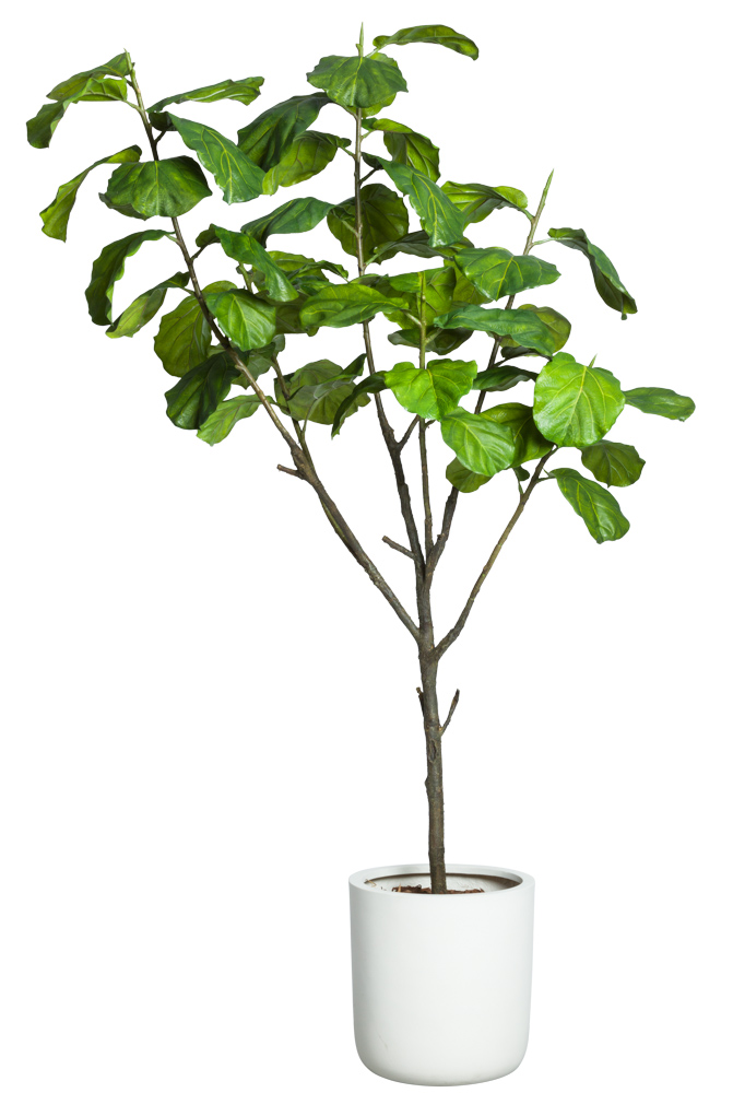 Fiddle Fig Tree-$1,198.00