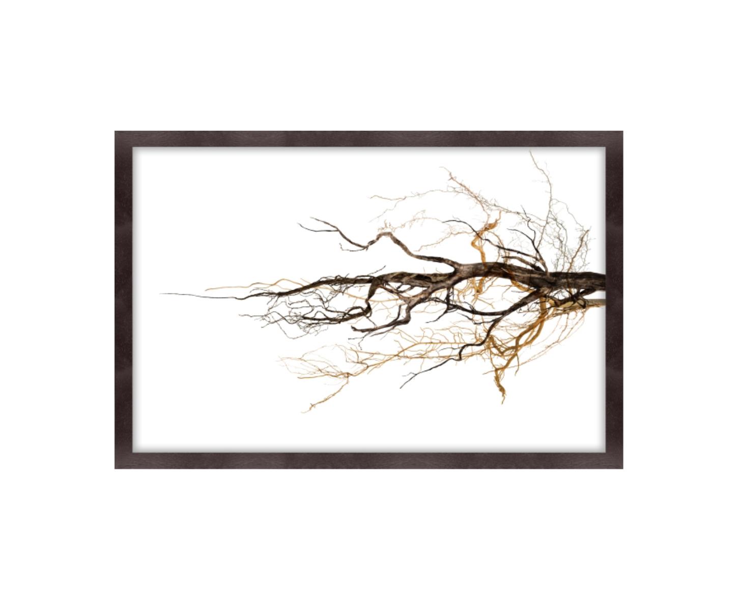 “Branches”-$1,946.00  OA