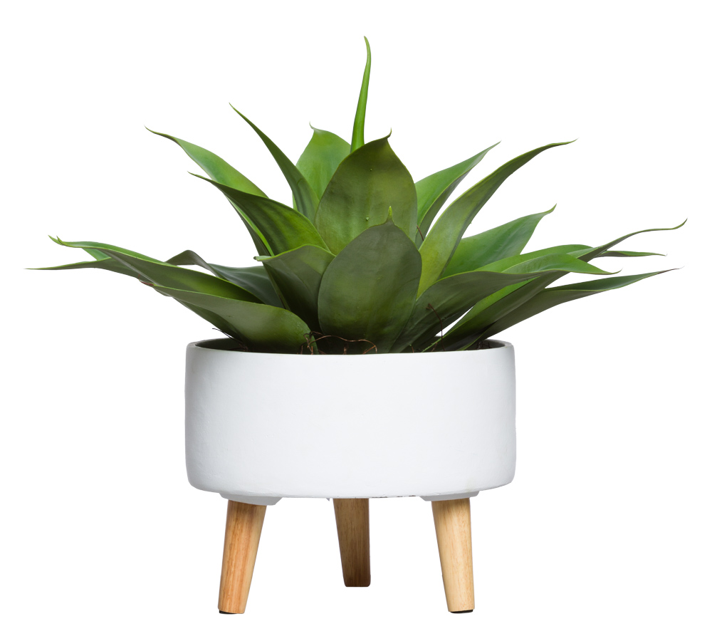 Agave Plant-$350.00