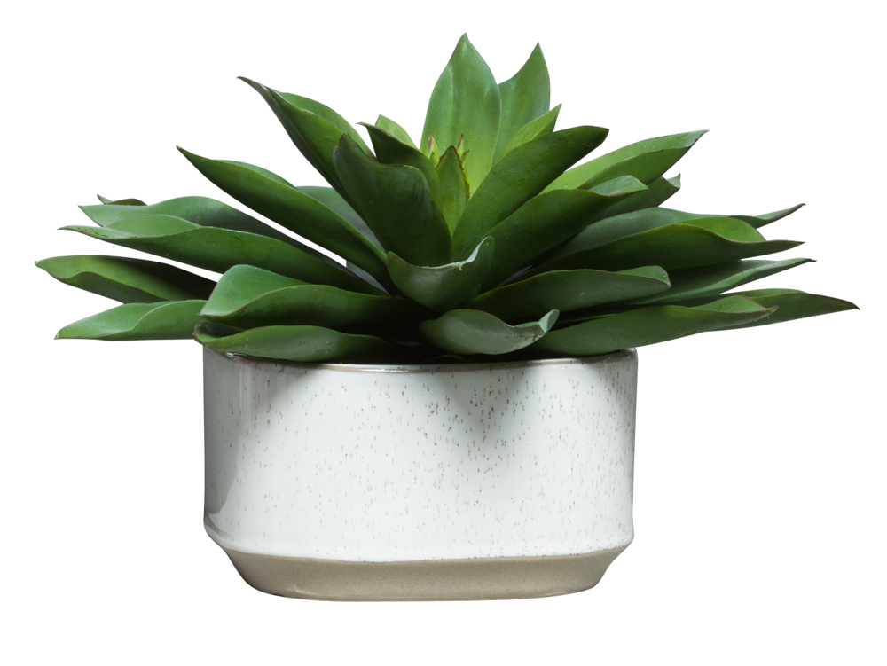 LARGE ECHEVERIA IN BEIGE SQUARE POT-$135.00