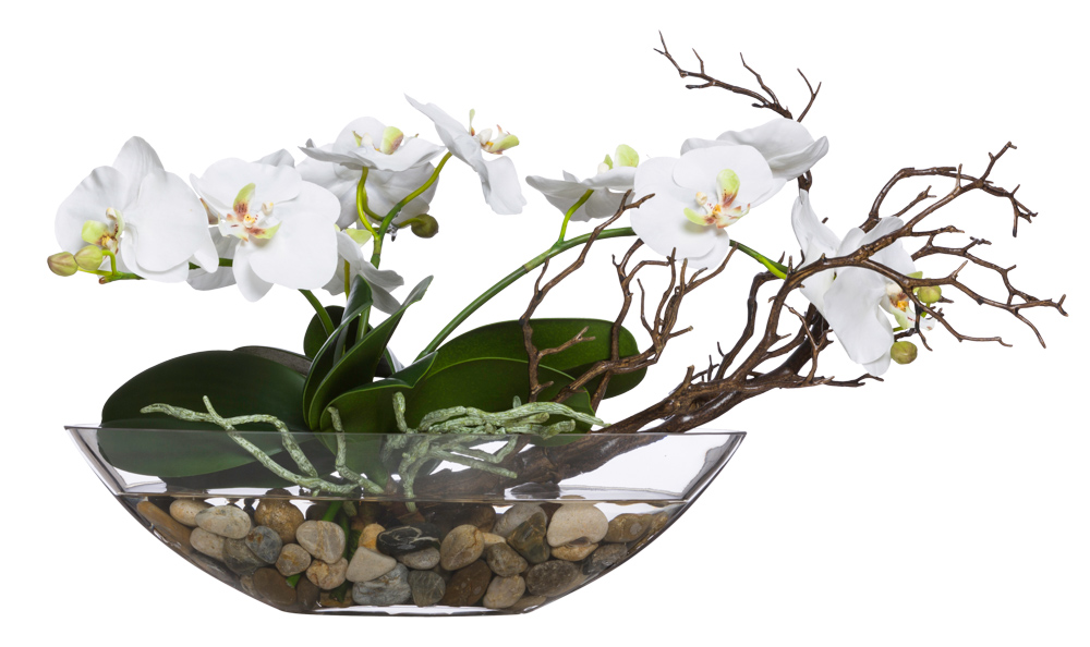 WHITE PHAL/MANZANITA WATER LIKE-$450.00
