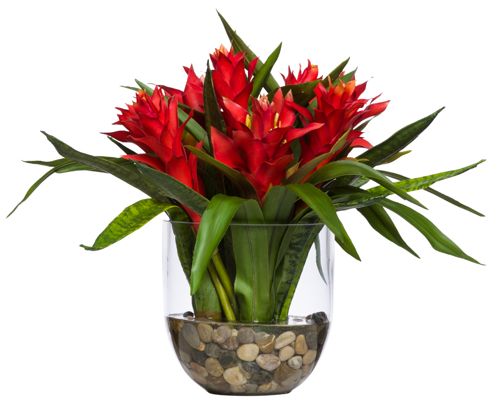 BROMELIAD/SNAKE PLANT WATER LIKE-$598.00