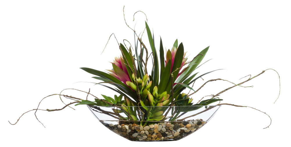 BROMELIAD /SPLIT LEAF WATER LIKE-$350.00