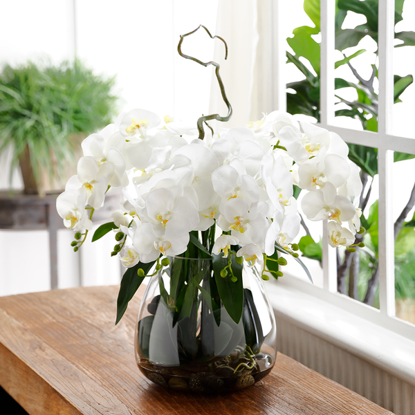 Phalaenopsis Orchid in Glass Vase-$460.00