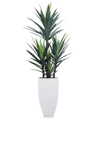 6′ Yucca Tree is Square White Pot-$1,098.00