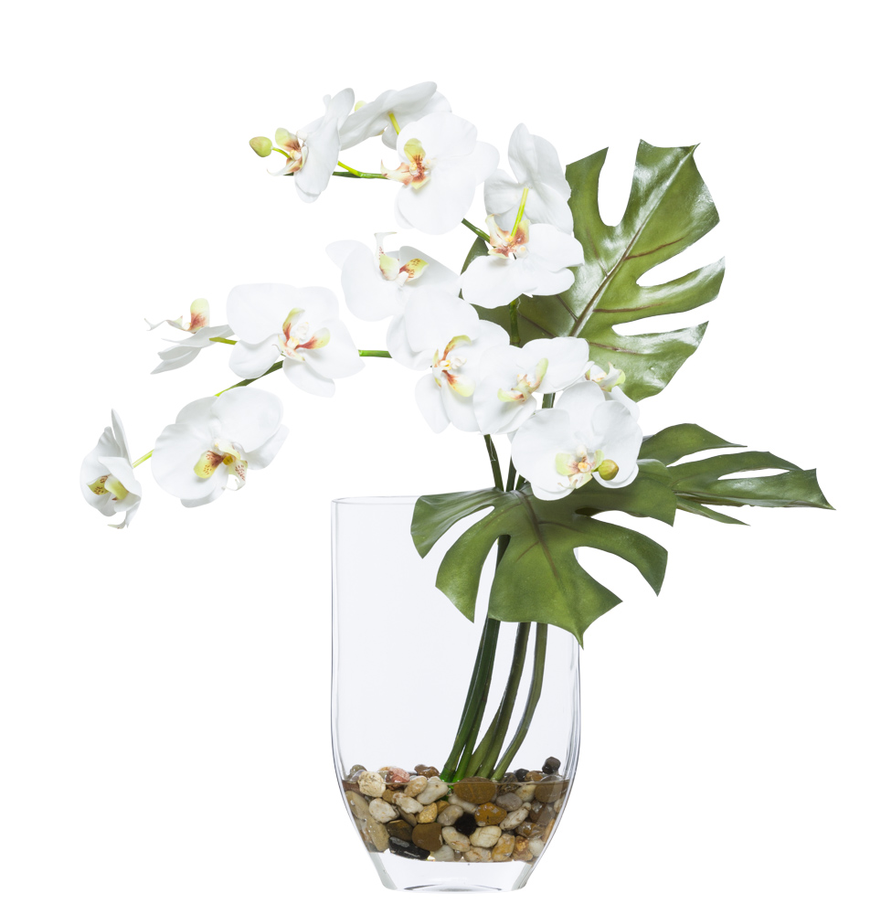 White Phaleanopsis-$378.00