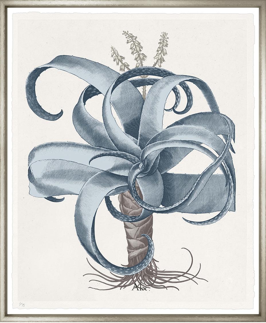 “Basilius Besler 6”-$875.00