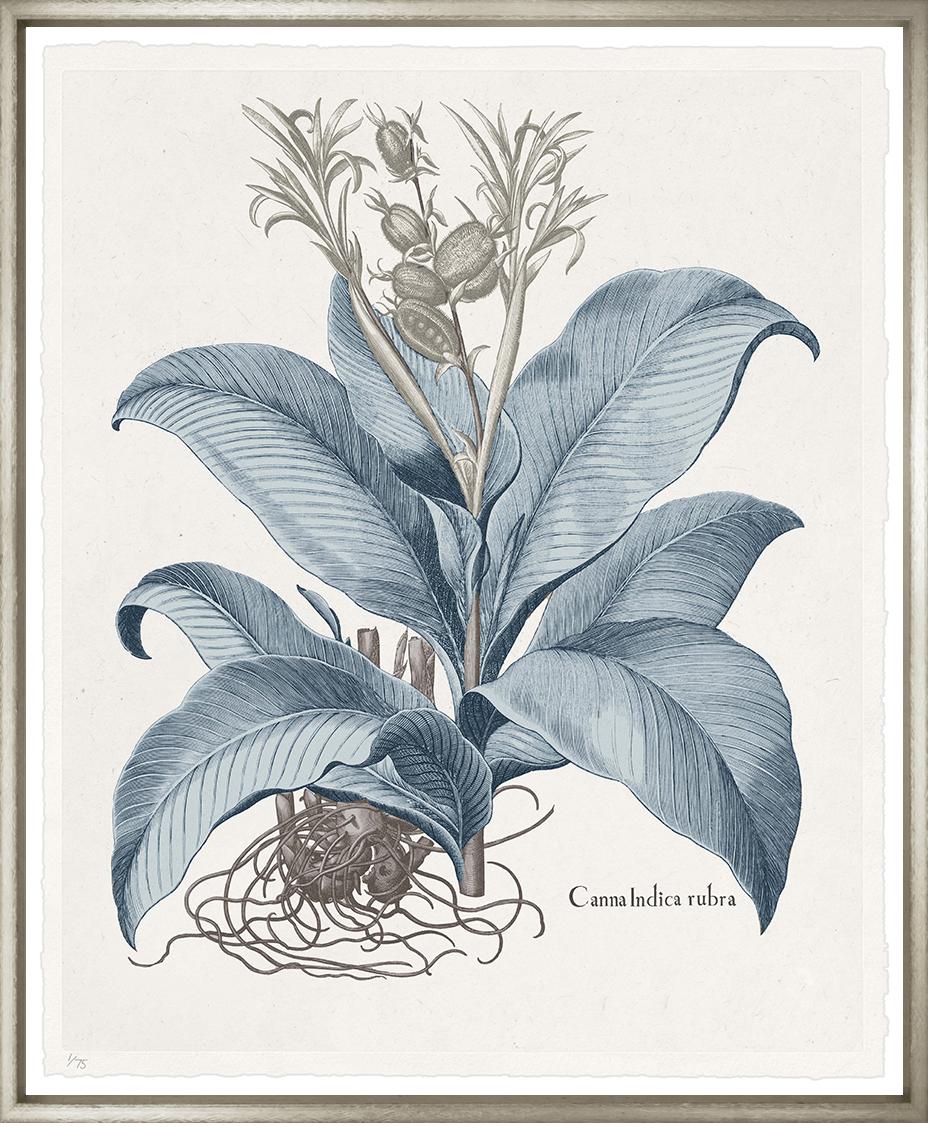 “Basilius Besler 4”-$875.00