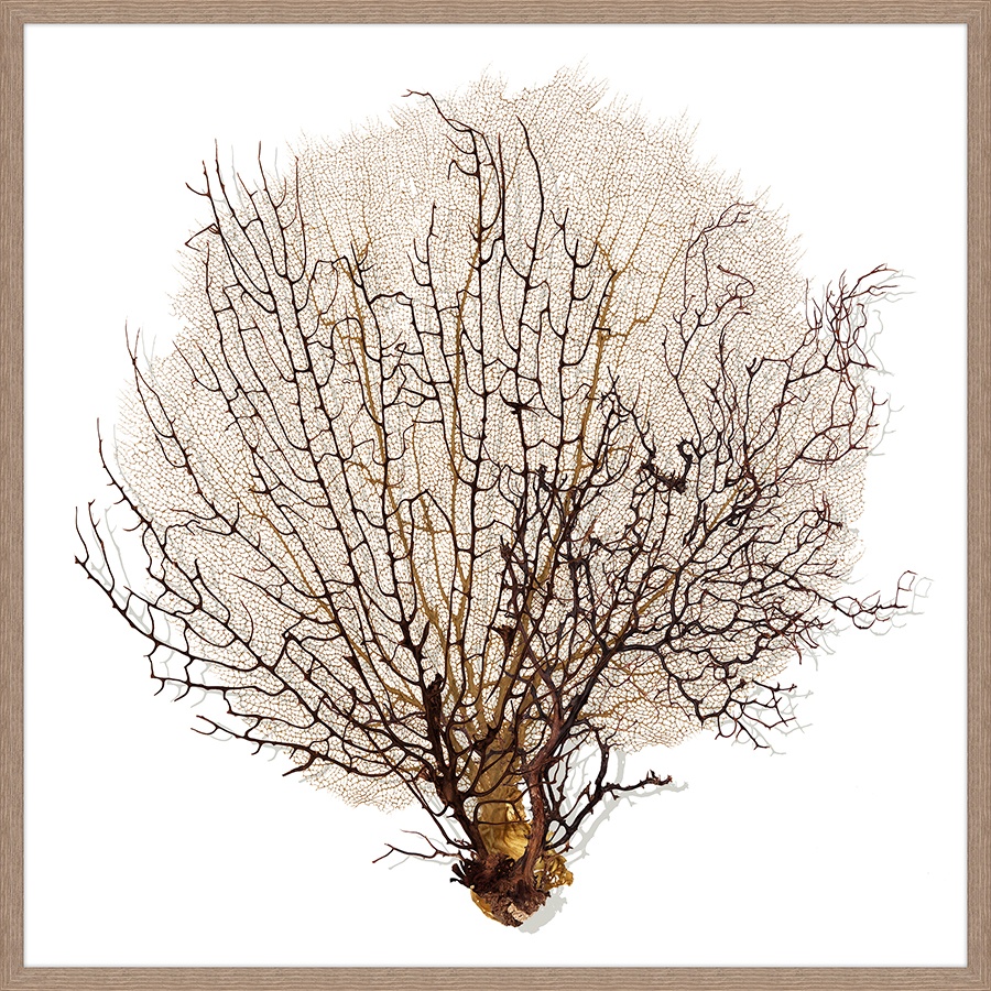 “Fan Coral II” – $1,554.00