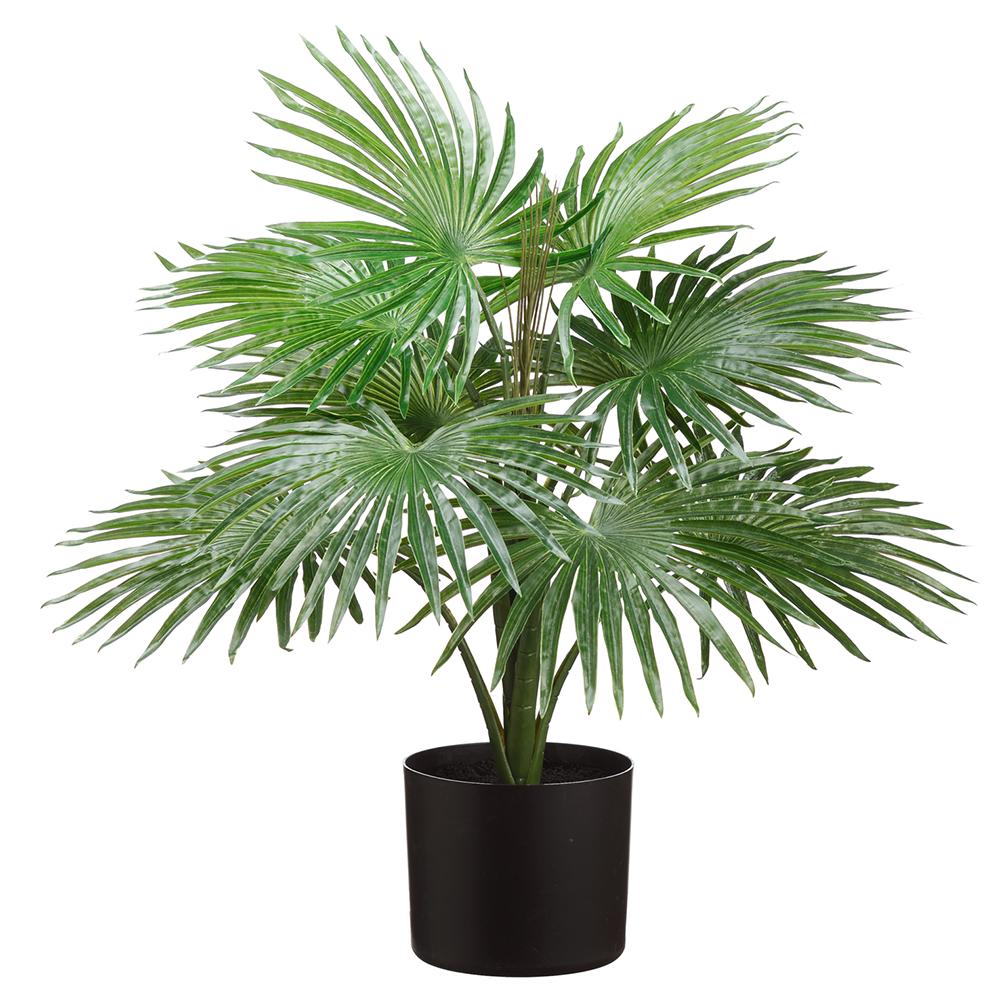 Fountain Palm-$52.00