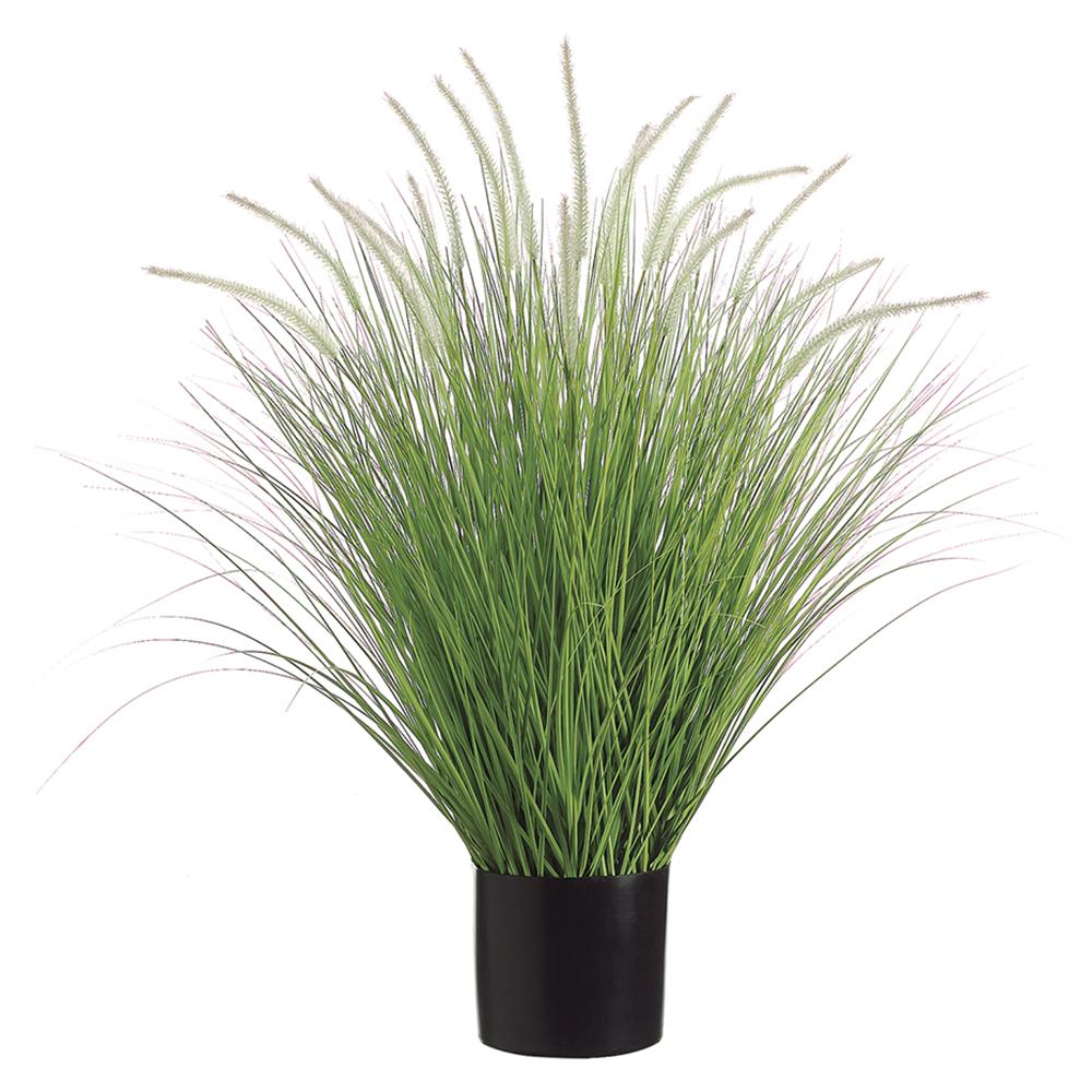 Dog Tail Onion Grass