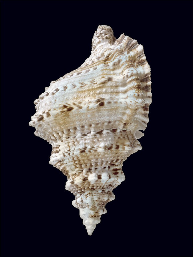 “Conch III”-$445.00