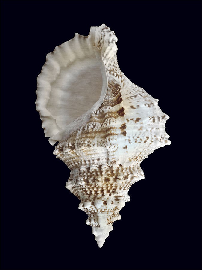 “Conch IV”-$445.00