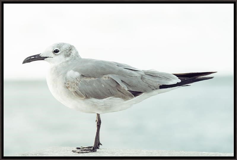“Seagull”-$580.00