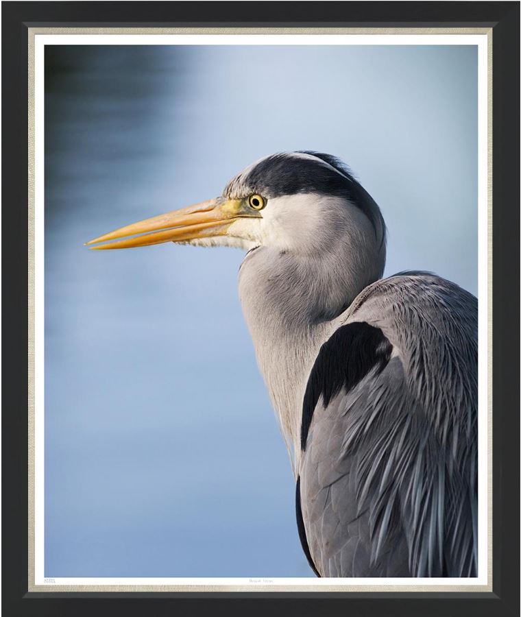“Pensive Heron”-$2,650.00